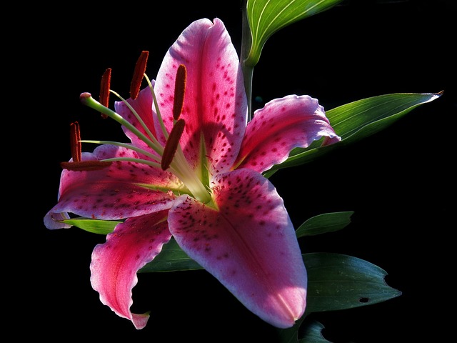 How to Balance pH for Oriental Lily Plants - phscales.com